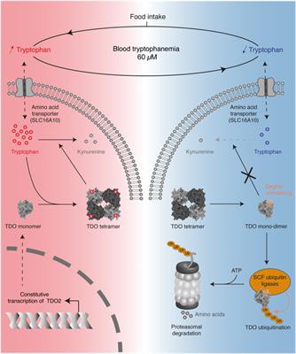 Systemic tryptophan homeostasis